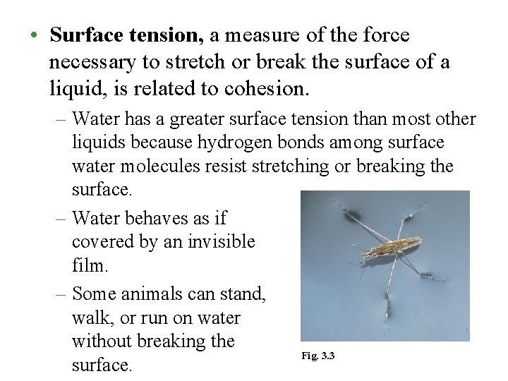  • Surface tension, a measure of the force necessary to stretch or break