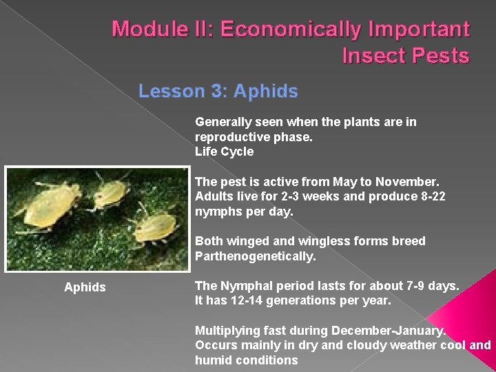 Module II: Economically Important Insect Pests Lesson 3: Aphids Generally seen when the plants