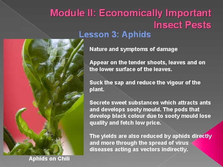 Module II: Economically Important Insect Pests Lesson 3: Aphids Nature and symptoms of damage