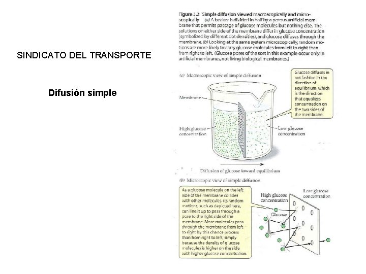 SINDICATO DEL TRANSPORTE Difusión simple 