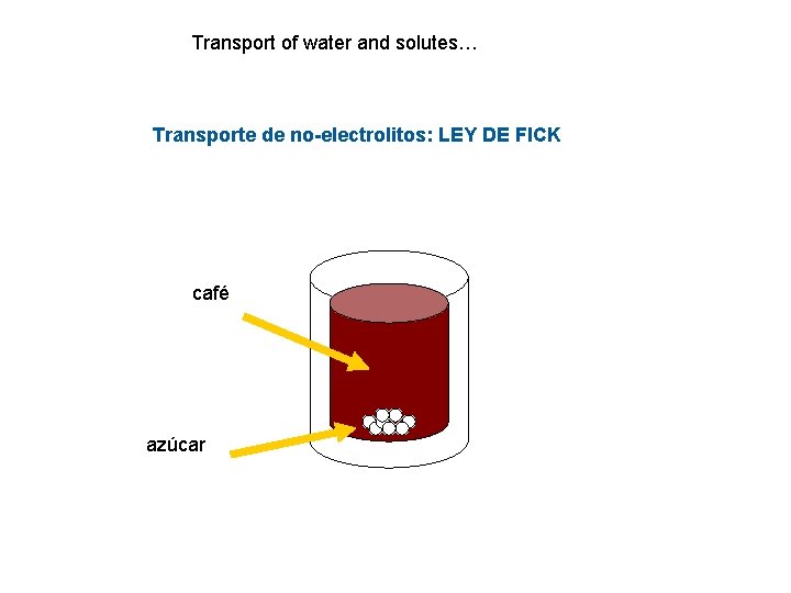 Transport of water and solutes… Transporte de no-electrolitos: LEY DE FICK café azúcar 