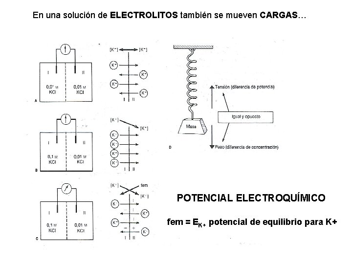 En una solución de ELECTROLITOS también se mueven CARGAS… Permeabilidad selectiva al K+ POTENCIAL