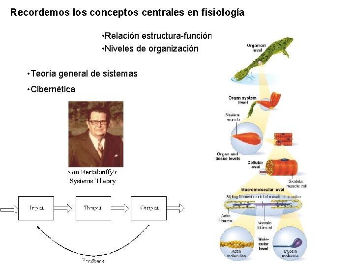 Recordemos los conceptos centrales en fisiología • Relación estructura-función • Niveles de organización •