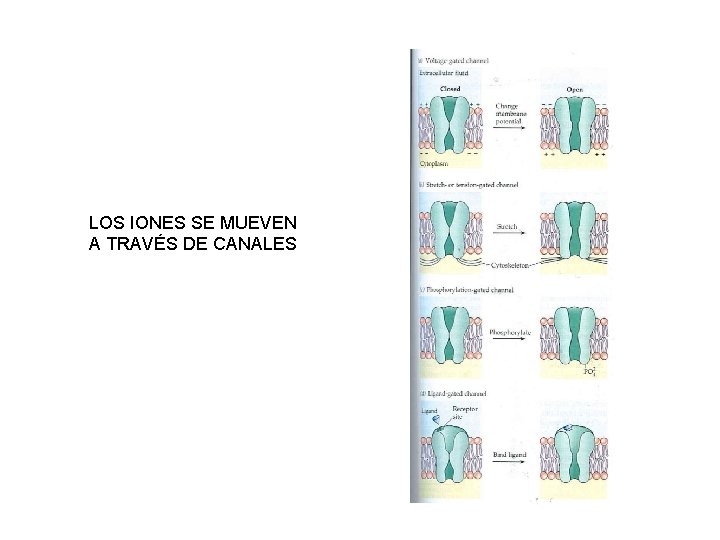 LOS IONES SE MUEVEN A TRAVÉS DE CANALES 