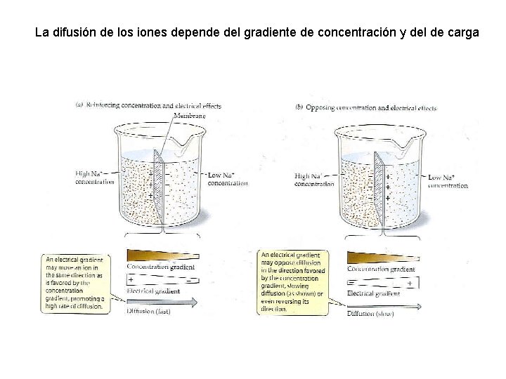 La difusión de los iones depende del gradiente de concentración y del de carga