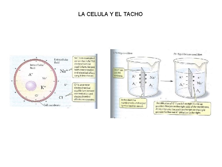 LA CELULA Y EL TACHO 