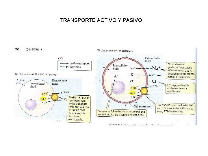 TRANSPORTE ACTIVO Y PASIVO 