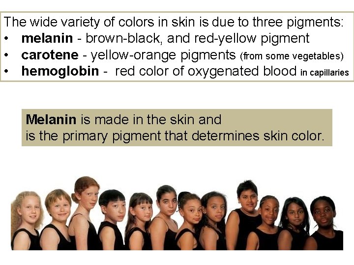 The wide variety of colors in skin is due to three pigments: • melanin