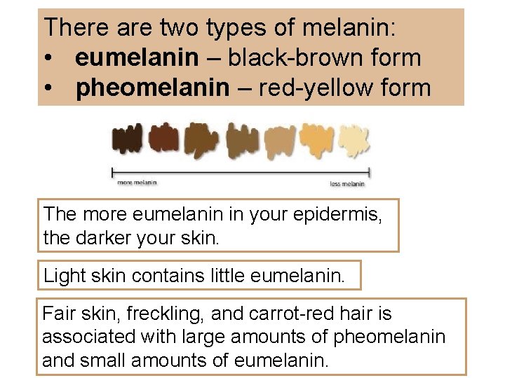 There are two types of melanin: • eumelanin – black-brown form • pheomelanin –
