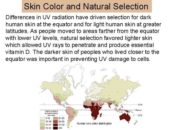 Skin Color and Natural Selection Differences in UV radiation have driven selection for dark
