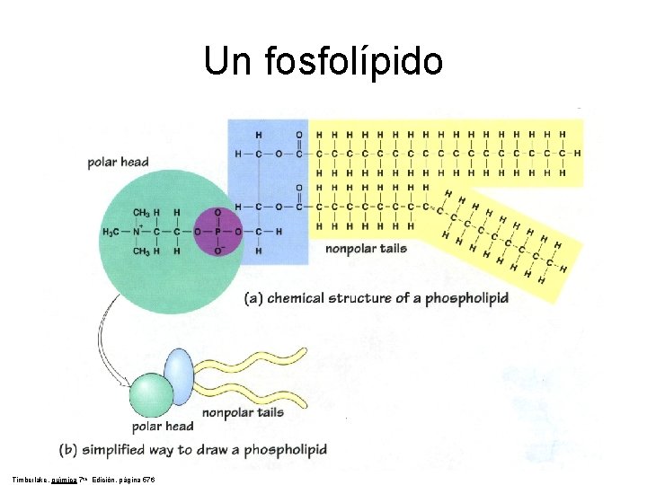 Un fosfolípido Timberlake, química 7 th Edición, página 576 