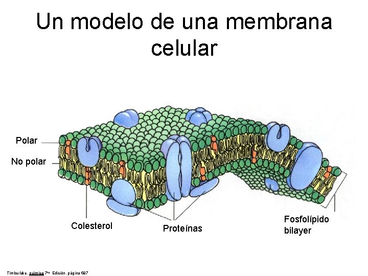 Un modelo de una membrana celular Polar No polar Colesterol Timberlake, química 7 th