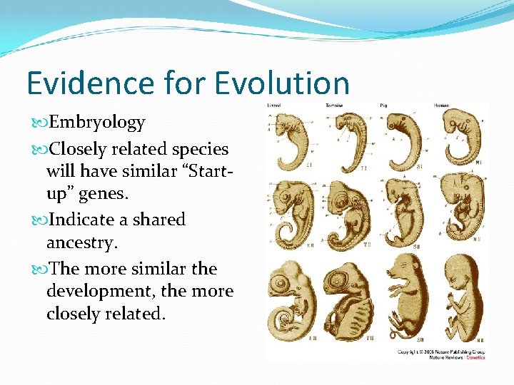 Evidence for Evolution Embryology Closely related species will have similar “Startup” genes. Indicate a Evidence for Evolution Embryology Closely related species will have similar “Startup” genes. Indicate a