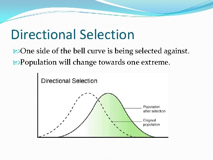 Directional Selection One side of the bell curve is being selected against. Population will Directional Selection One side of the bell curve is being selected against. Population will