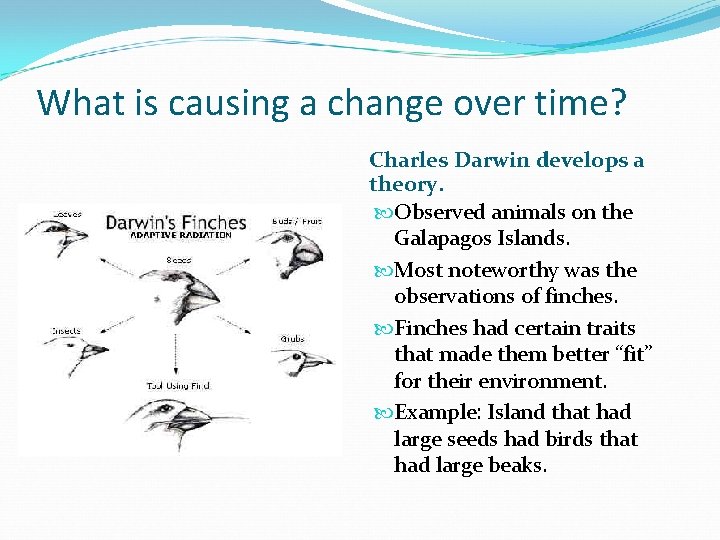What is causing a change over time? Charles Darwin develops a theory. Observed animals What is causing a change over time? Charles Darwin develops a theory. Observed animals