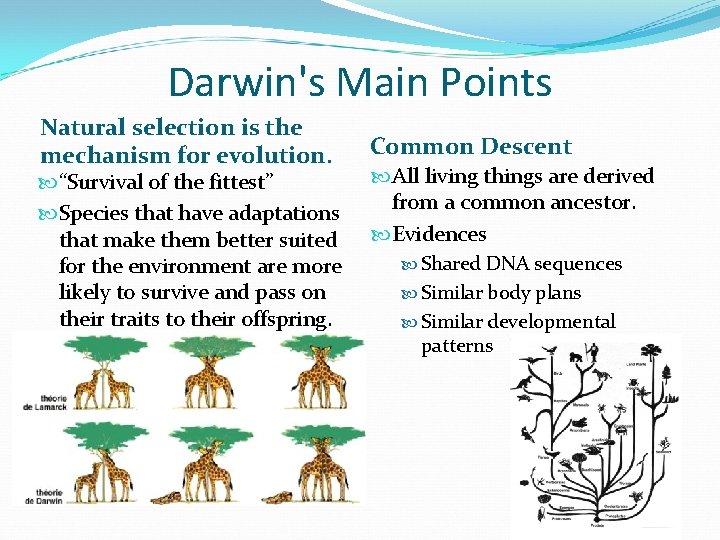 Darwin's Main Points Natural selection is the mechanism for evolution. “Survival of the fittest” Darwin's Main Points Natural selection is the mechanism for evolution. “Survival of the fittest”