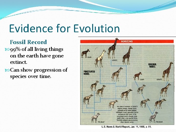 Evidence for Evolution Fossil Record 99% of all living things on the earth have Evidence for Evolution Fossil Record 99% of all living things on the earth have