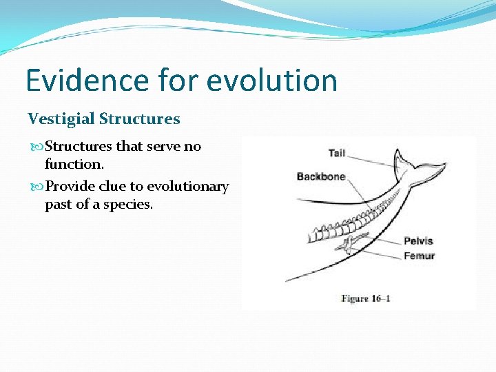 Evidence for evolution Vestigial Structures that serve no function. Provide clue to evolutionary past Evidence for evolution Vestigial Structures that serve no function. Provide clue to evolutionary past