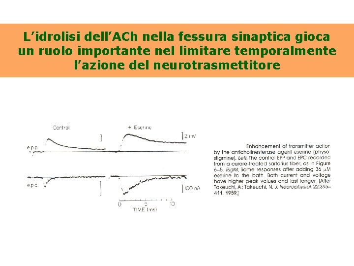 L’idrolisi dell’ACh nella fessura sinaptica gioca un ruolo importante nel limitare temporalmente l’azione del