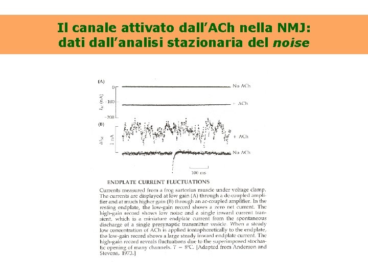 Il canale attivato dall’ACh nella NMJ: dati dall’analisi stazionaria del noise 