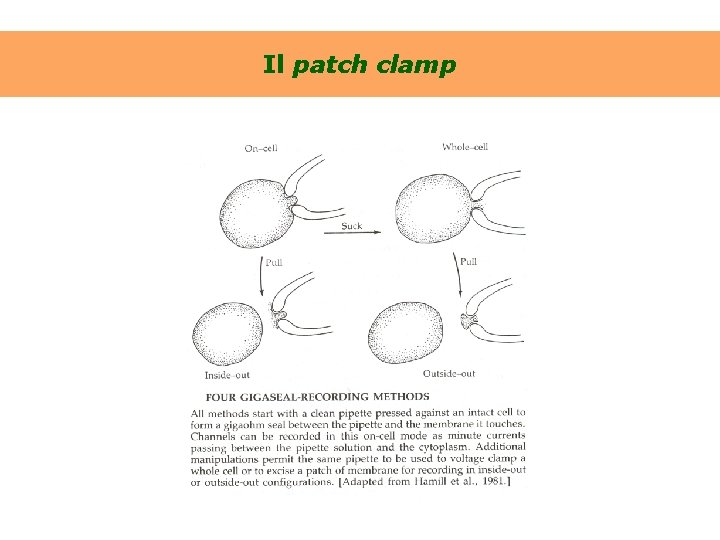 Il patch clamp 