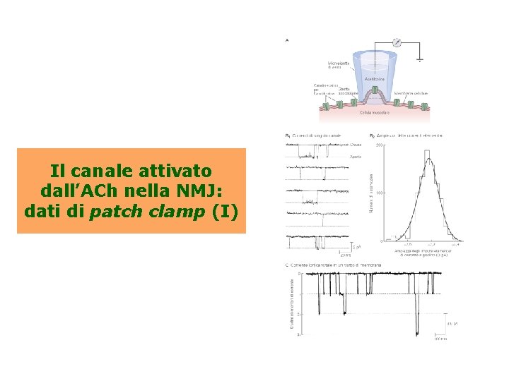 Il canale attivato dall’ACh nella NMJ: dati di patch clamp (I) 