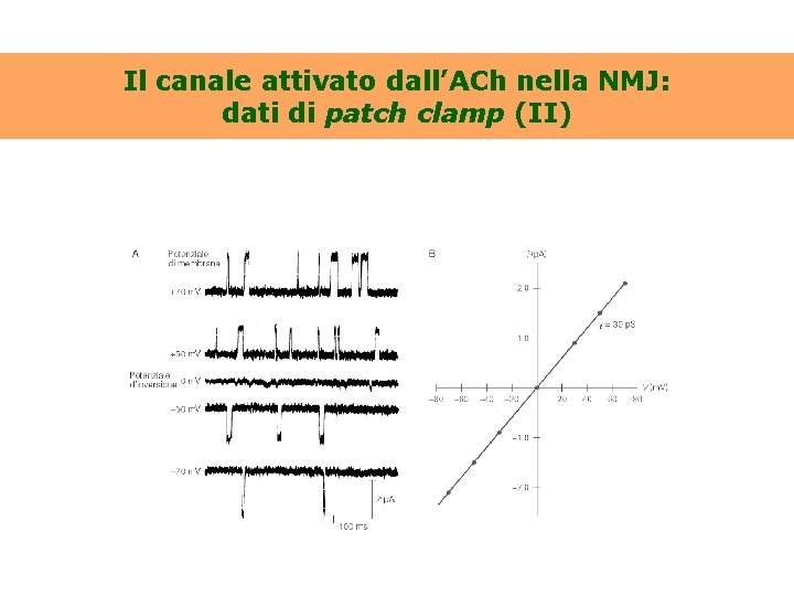 Il canale attivato dall’ACh nella NMJ: dati di patch clamp (II) 