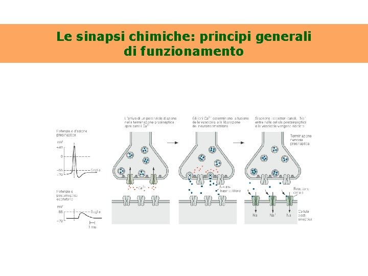 Le sinapsi chimiche: principi generali di funzionamento 