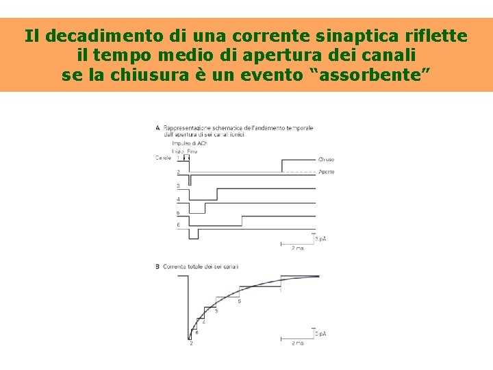 Il decadimento di una corrente sinaptica riflette il tempo medio di apertura dei canali