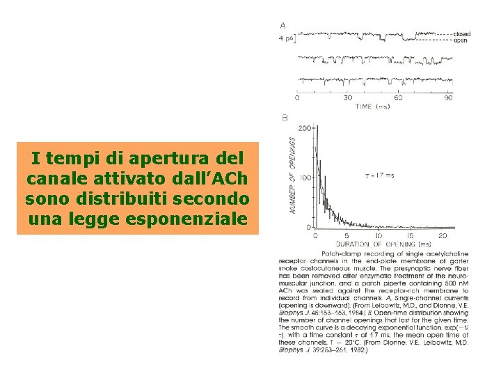 I tempi di apertura del canale attivato dall’ACh sono distribuiti secondo una legge esponenziale