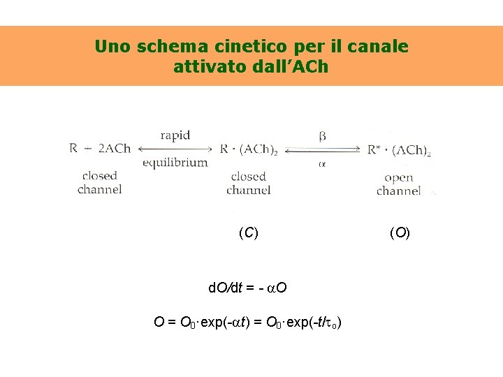 Uno schema cinetico per il canale attivato dall’ACh (C) d. O/dt = - O