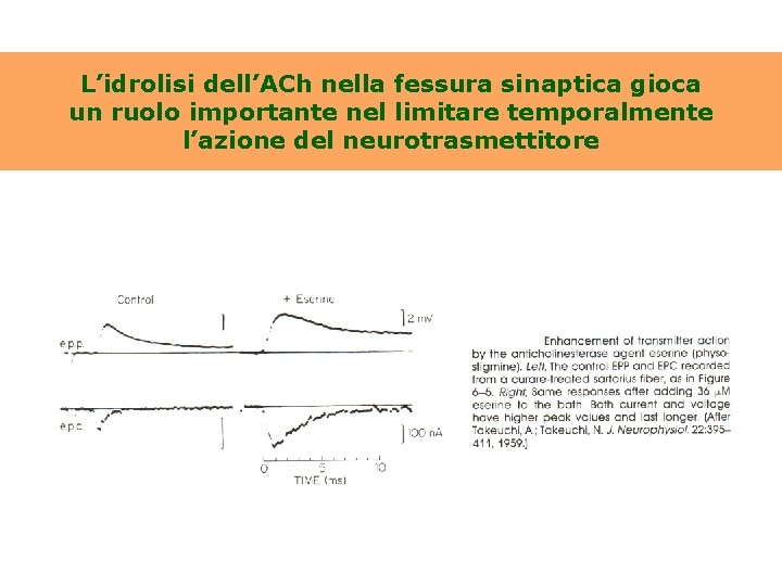 L’idrolisi dell’ACh nella fessura sinaptica gioca un ruolo importante nel limitare temporalmente l’azione del