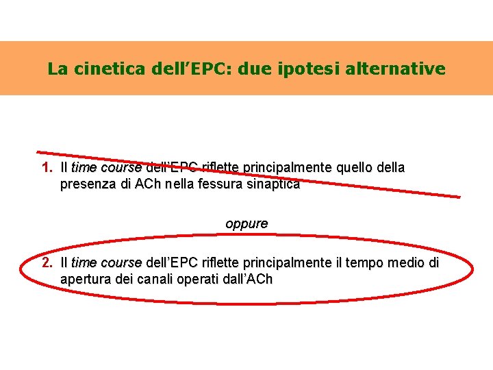 La cinetica dell’EPC: due ipotesi alternative 1. Il time course dell’EPC riflette principalmente quello