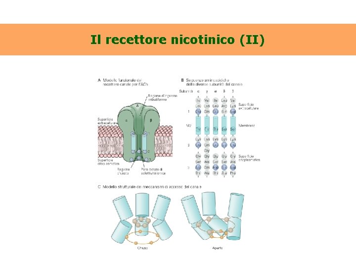 Il recettore nicotinico (II) 