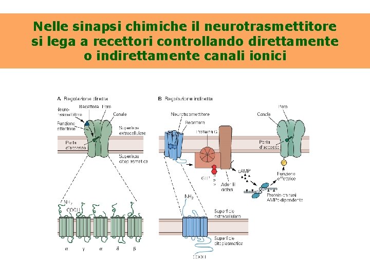 Nelle sinapsi chimiche il neurotrasmettitore si lega a recettori controllando direttamente o indirettamente canali