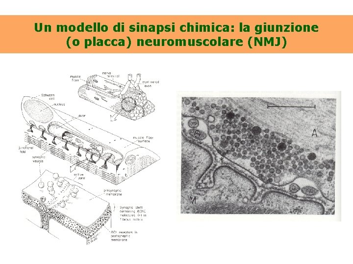 Un modello di sinapsi chimica: la giunzione (o placca) neuromuscolare (NMJ) 