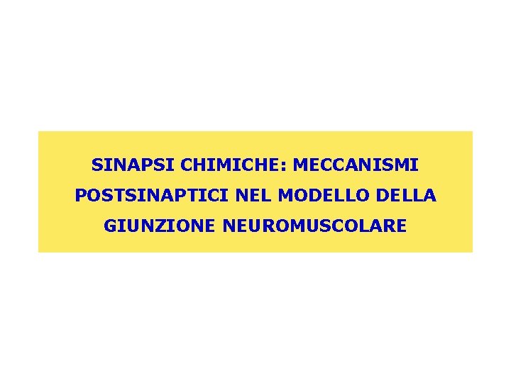 SINAPSI CHIMICHE: MECCANISMI POSTSINAPTICI NEL MODELLO DELLA GIUNZIONE NEUROMUSCOLARE 