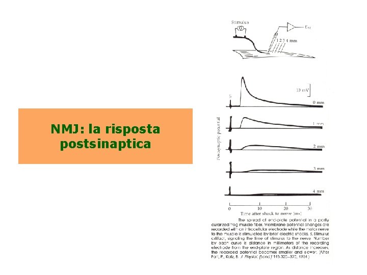 NMJ: la risposta postsinaptica 