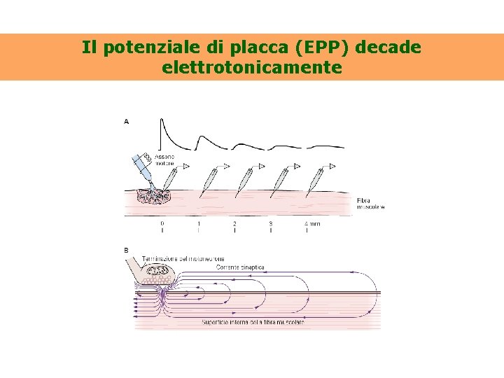 Il potenziale di placca (EPP) decade elettrotonicamente 