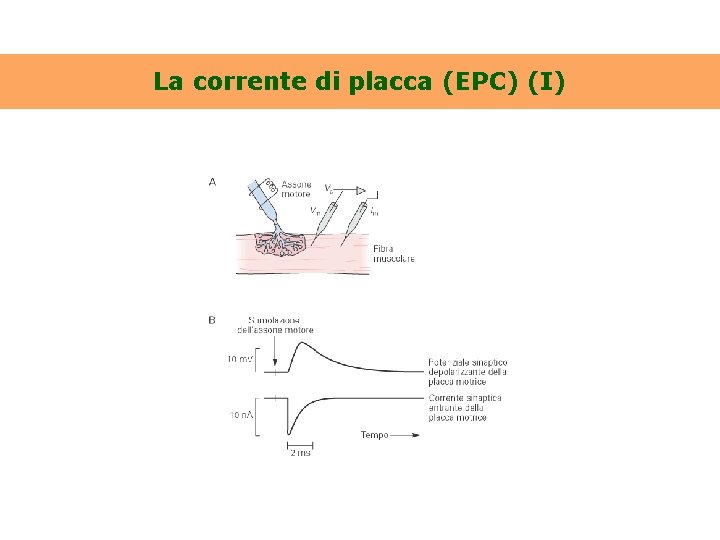 La corrente di placca (EPC) (I) 