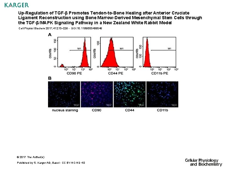 Up-Regulation of TGF-β Promotes Tendon-to-Bone Healing after Anterior Cruciate Ligament Reconstruction using Bone Marrow-Derived