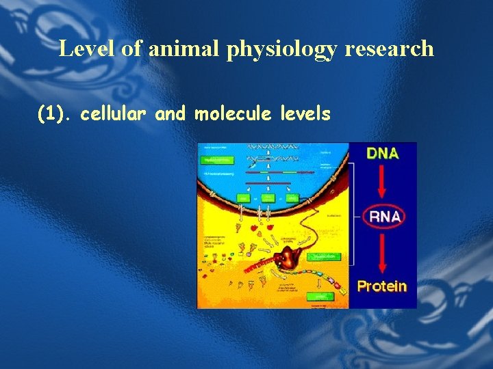 Level of animal physiology research (1). cellular and molecule levels 