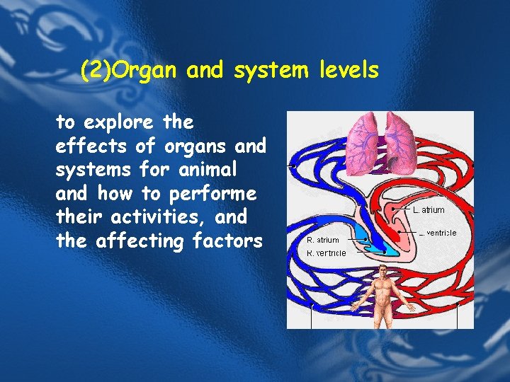 (2)Organ and system levels to explore the effects of organs and systems for animal