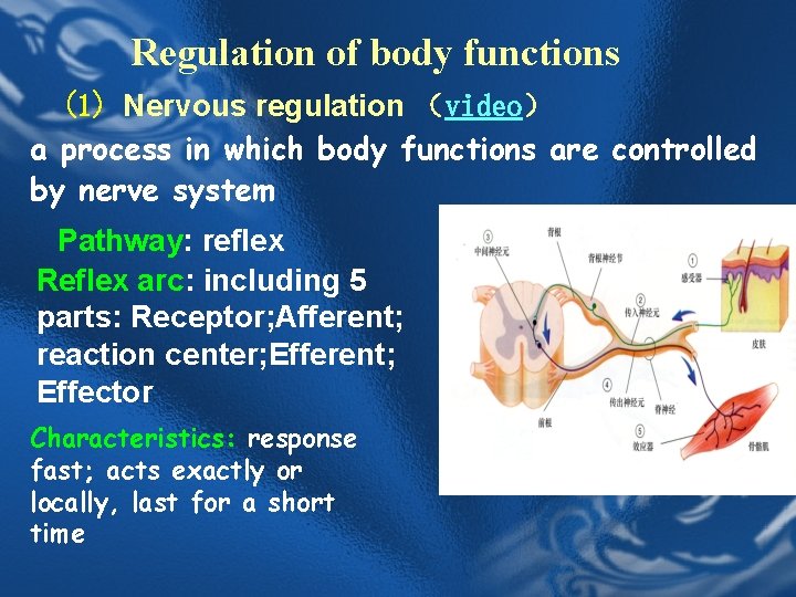 Regulation of body functions (1) Nervous regulation （video） a process in which body functions