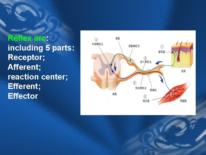 Reflex arc: including 5 parts: Receptor; Afferent; reaction center; Efferent; Effector 