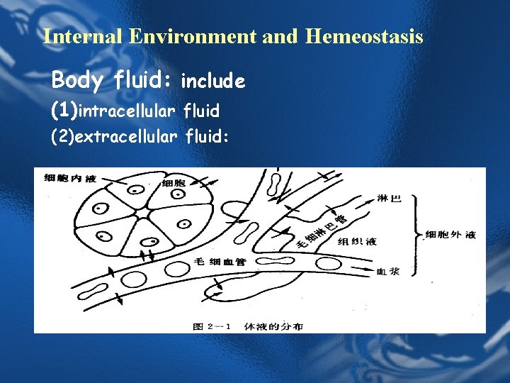 Internal Environment and Hemeostasis Body fluid: include (1)intracellular fluid (2)extracellular fluid: 