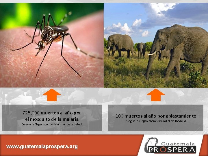 725, 000 muertos al año por el mosquito de la malaria. Según la Organización