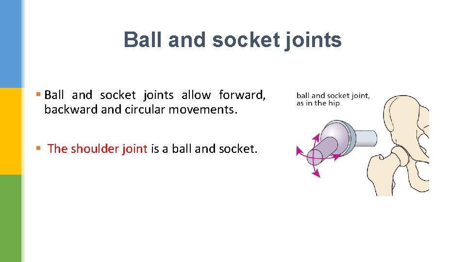 Ball and socket joints § Ball and socket joints allow forward, backward and circular