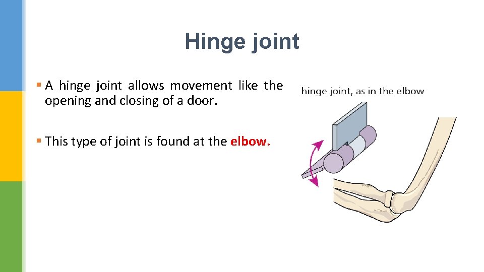 Hinge joint § A hinge joint allows movement like the opening and closing of
