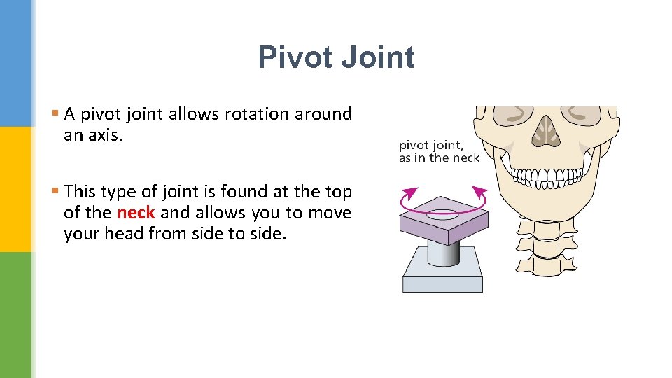 Pivot Joint § A pivot joint allows rotation around an axis. § This type